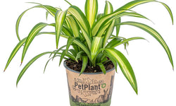 Chlorophytum Hawaiian
