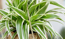 Chlorophytum Hawaiian