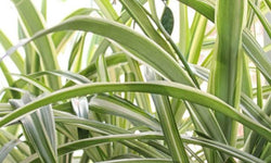 Chlorophytum Hawaiian