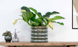 Kamerplant Lambada