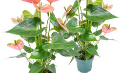 Set van 2 flamingoplanten Janne