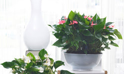 Set van 2 flamingoplanten Janne