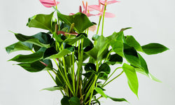 Set van 2 flamingoplanten Janne