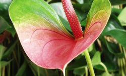 Set van 2 flamingoplanten Janne
