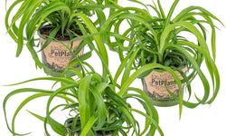 Set van 3 Chlorophytum Green Bonnie