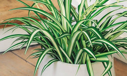 Set van 3 Chlorophytum Green Bonnie