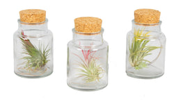 Set van 3 Tillandsia in glas