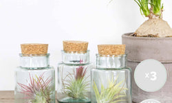Set van 3 Tillandsia in glas