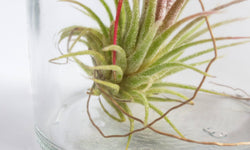 Set van 3 Tillandsia in glas