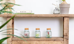 Set van 3 Tillandsia in glas