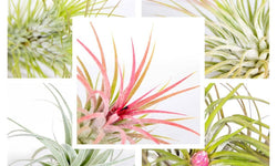 Set van 3 Tillandsia in glas