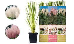 Set van 3 pampasgrasplanten Cortaderia