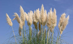 Set van 3 pampasgrasplanten Cortaderia