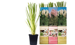 Set van 3 pampasgrasplanten Cortaderia