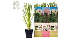 Set van 3 pampasgrasplanten Cortaderia