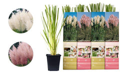 Set van 3 pampasgrasplanten Cortaderia
