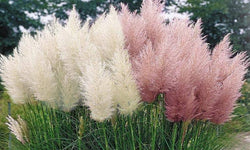 Set van 3 pampasgrasplanten Cortaderia