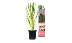 Set van 3 pampasgrasplanten Cortaderia