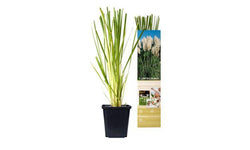 Set van 3 pampasgrasplanten Cortaderia