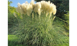 Set van 3 pampasgrasplanten Cortaderia