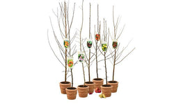 Set van 5 fruitbomen Avellana