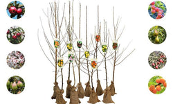 Set van 5 fruitbomen Avellana