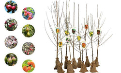 Set van 5 fruitbomen Avellana