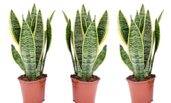 Set van 3 Sansevieria's