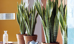 Set van 3 Sansevieria's