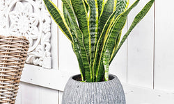 Set van 3 Sansevieria's