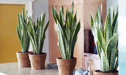 Set van 3 Sansevieria's