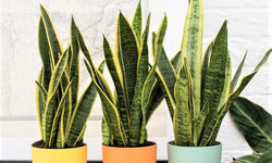 Set van 3 Sansevieria's