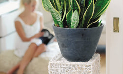 Set van 3 Sansevieria's