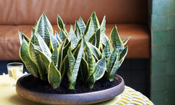 Set van 3 Sansevieria's