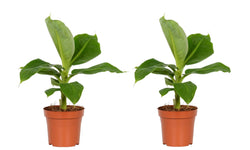 Set van 2 Bananenplanten
