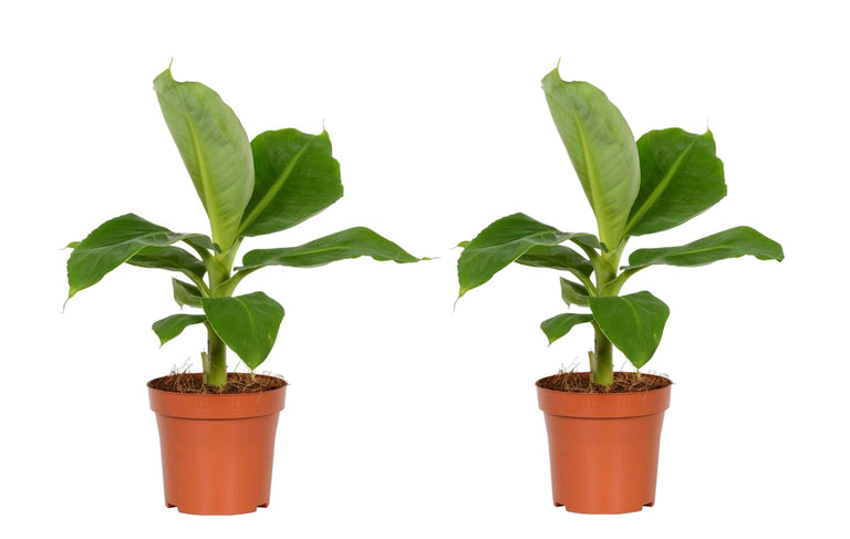 Set van 2 Bananenplanten