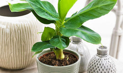 Set van 2 Bananenplanten
