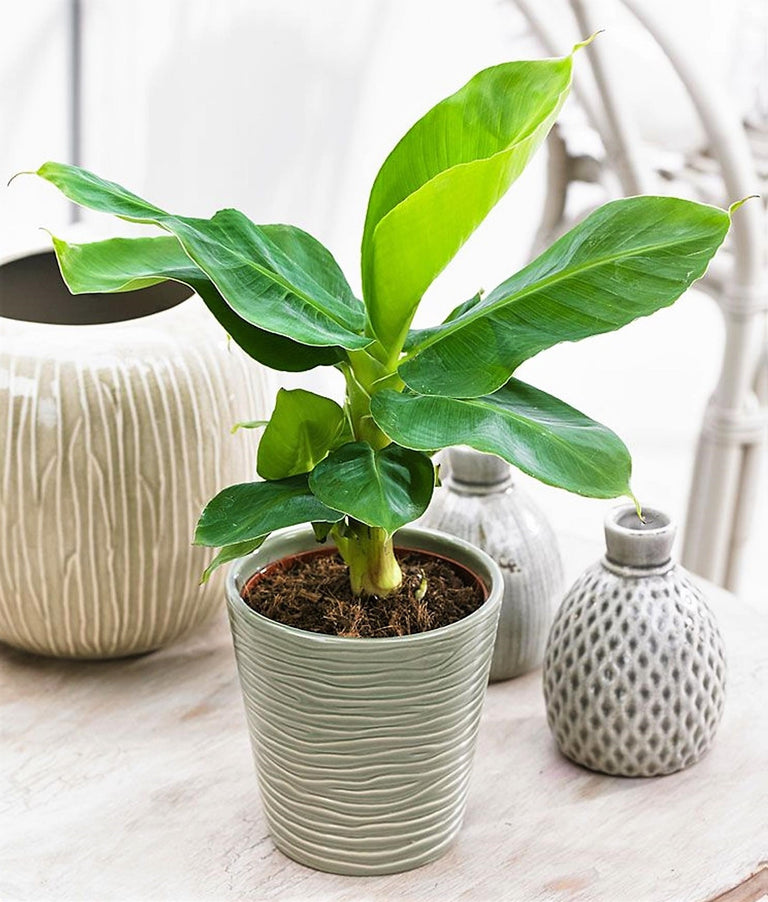 Set van 2 Bananenplanten
