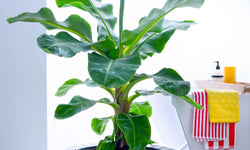 Set van 2 Bananenplanten