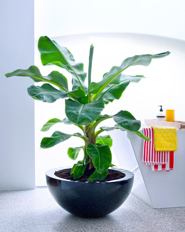 Set van 2 Bananenplanten