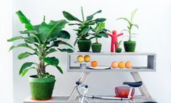 Set van 2 Bananenplanten