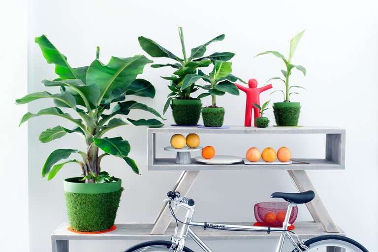 Set van 2 Bananenplanten