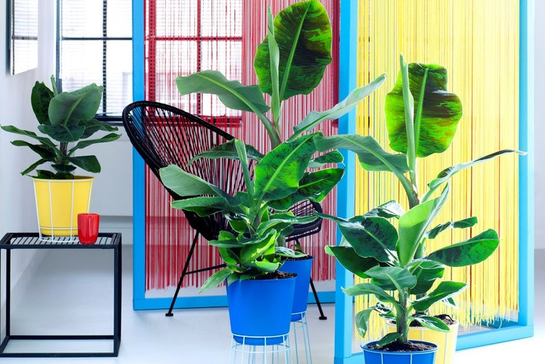 Set van 2 Bananenplanten