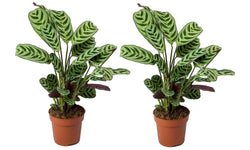 Set van 2 Ctenanthe Burle Marxii's