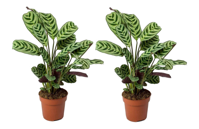 Set van 2 Ctenanthe Burle Marxii's