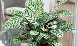 Set van 2 Ctenanthe Burle Marxii's