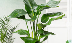 Strelitzia Nicolai Paradijsvogelplant