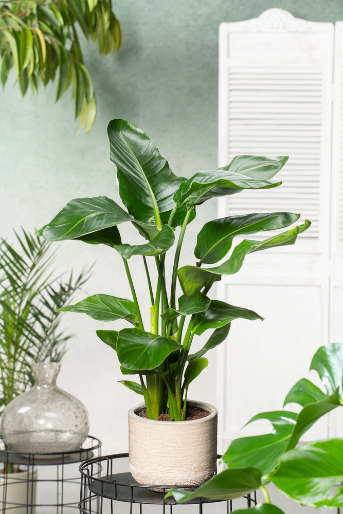Strelitzia Nicolai Paradijsvogelplant