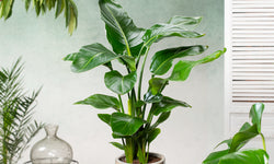 Strelitzia Nicolai Paradijsvogelplant