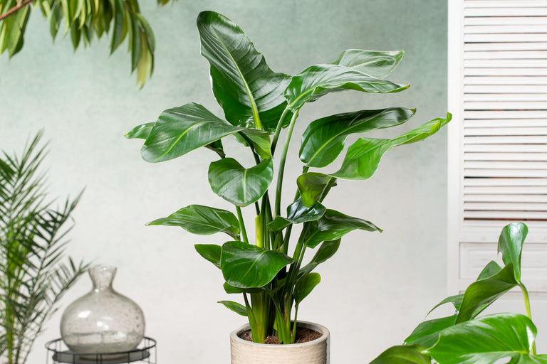 Strelitzia Nicolai Paradijsvogelplant